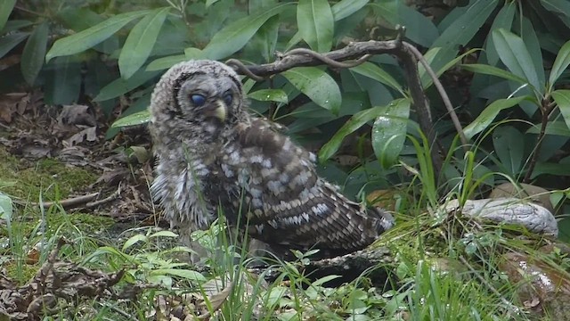 Barred Owl - ML650671955