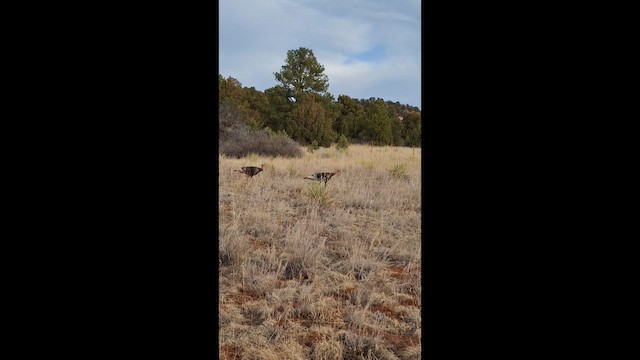 Wild Turkey - ML650671976