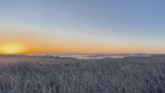 Sandhill Crane - ML650672067