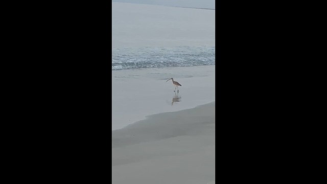 Eurasian Whimbrel - ML650672079