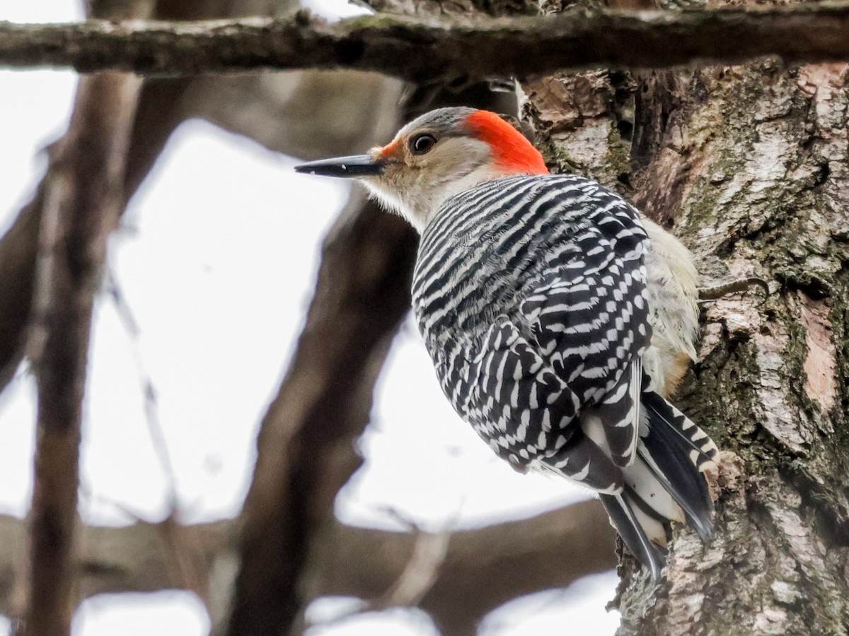 Гіла каролінська - ML650672109