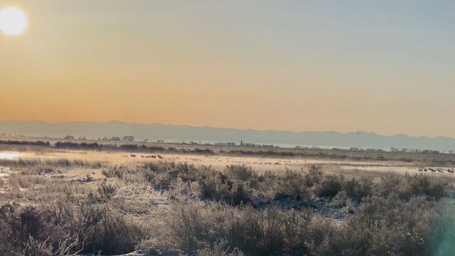 Sandhill Crane - ML650672222