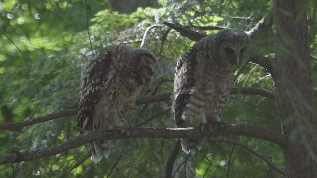 Barred Owl - ML650672371