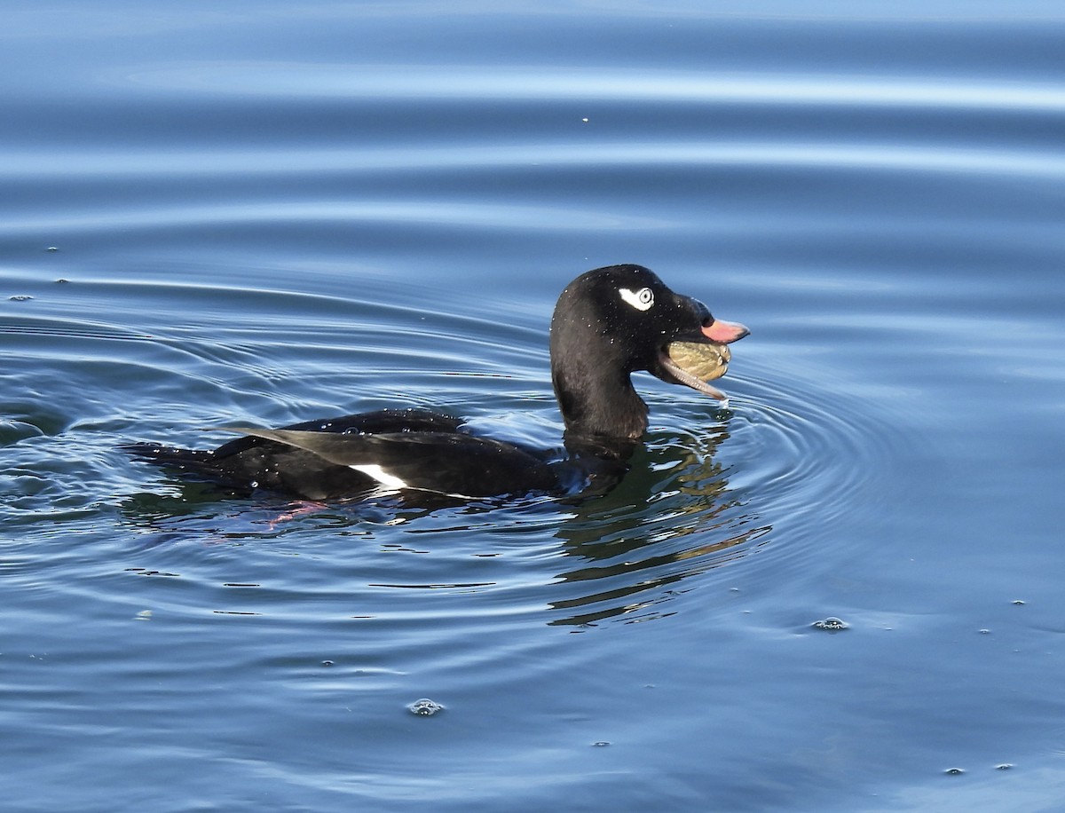 Белокрылый турпан - ML650672747