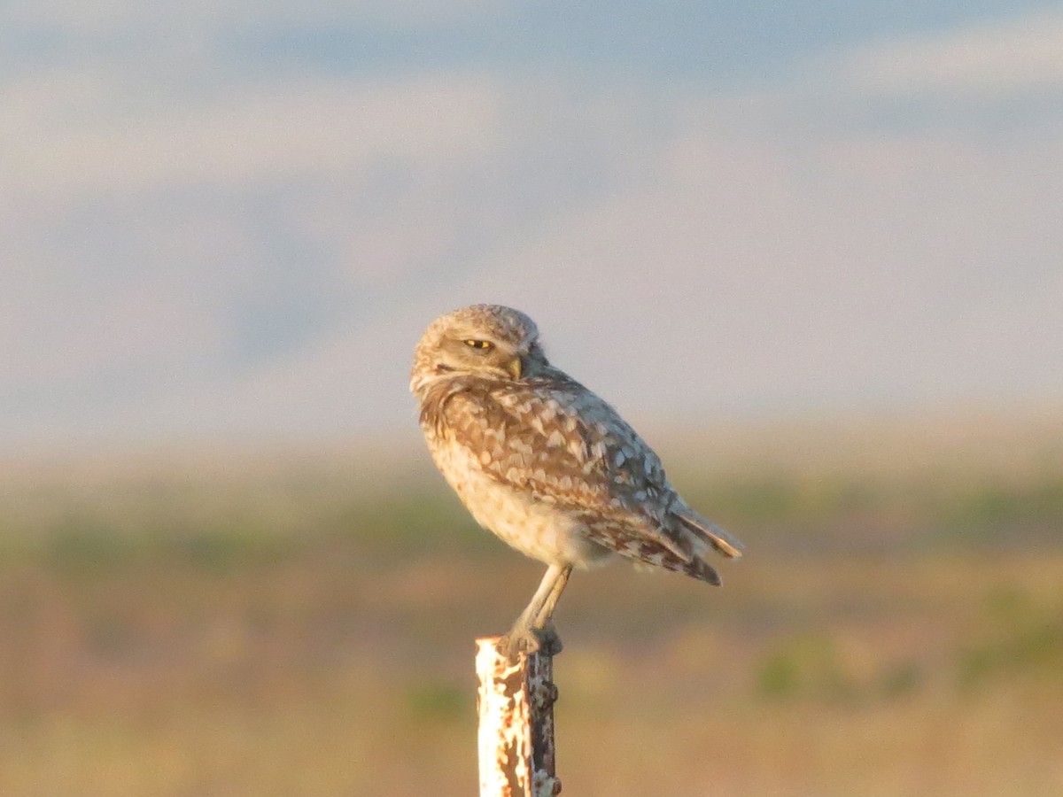 Кроличий сыч - ML650672750