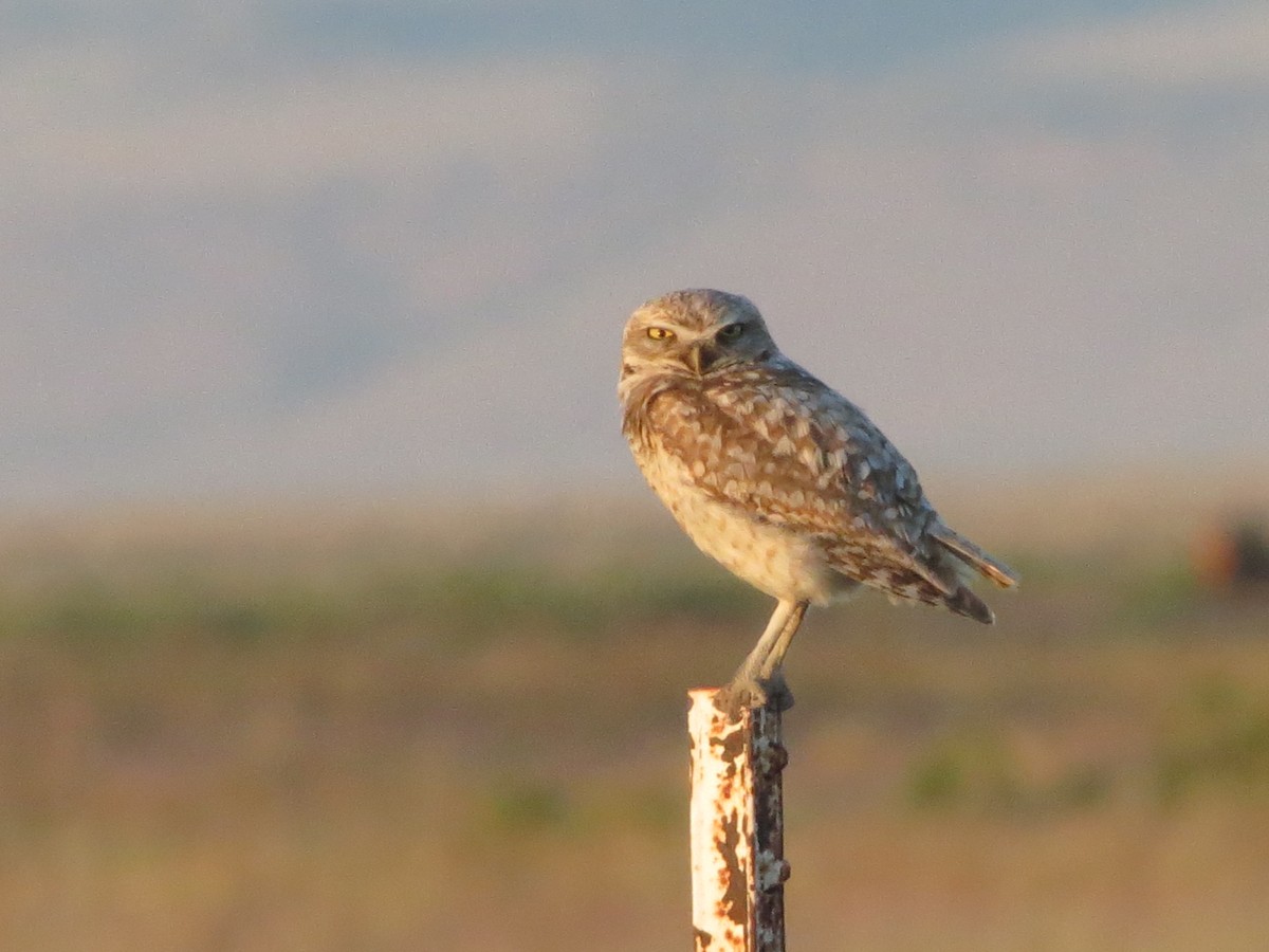 Кроличий сыч - ML650672751