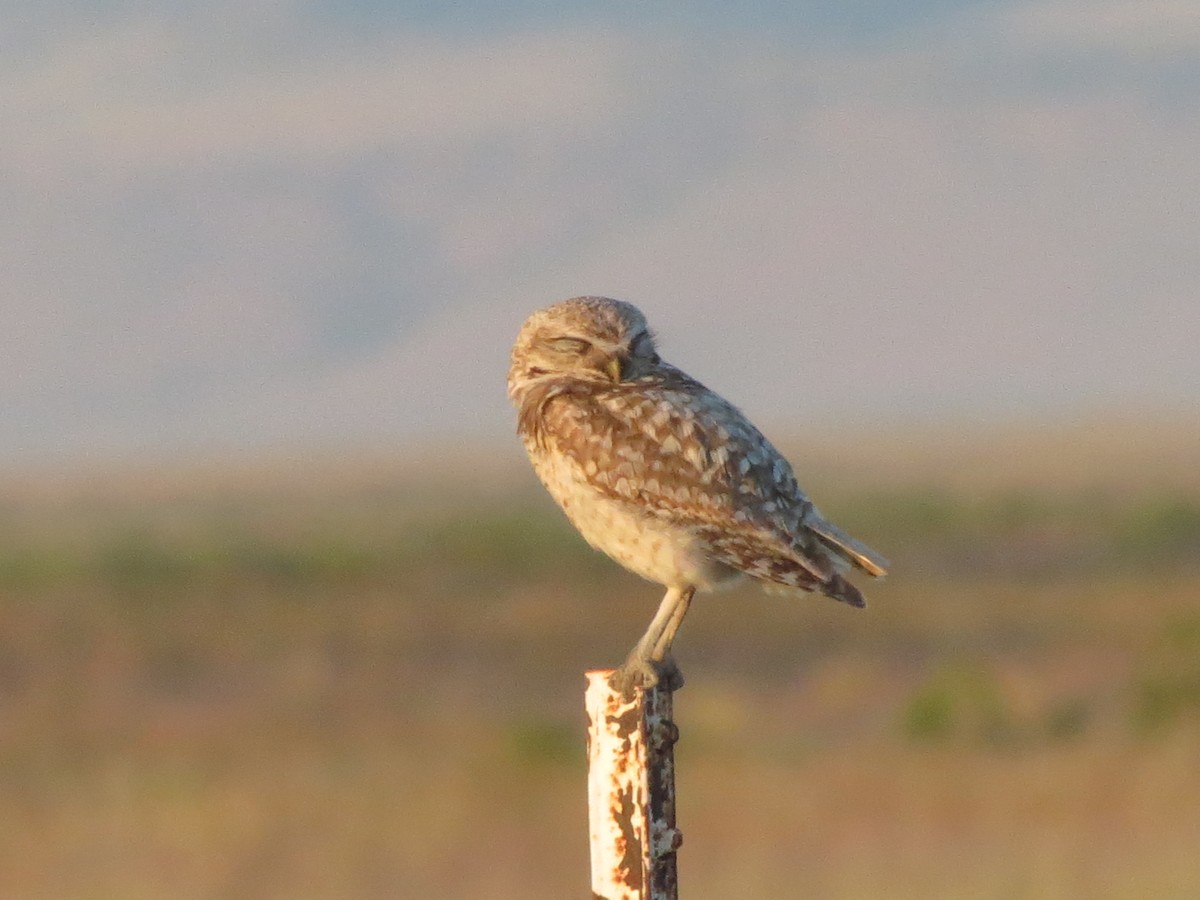 Кроличий сыч - ML650672752