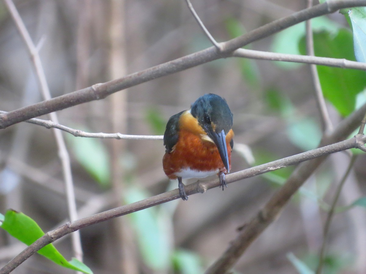 Изумрудный зимородок - ML650672753