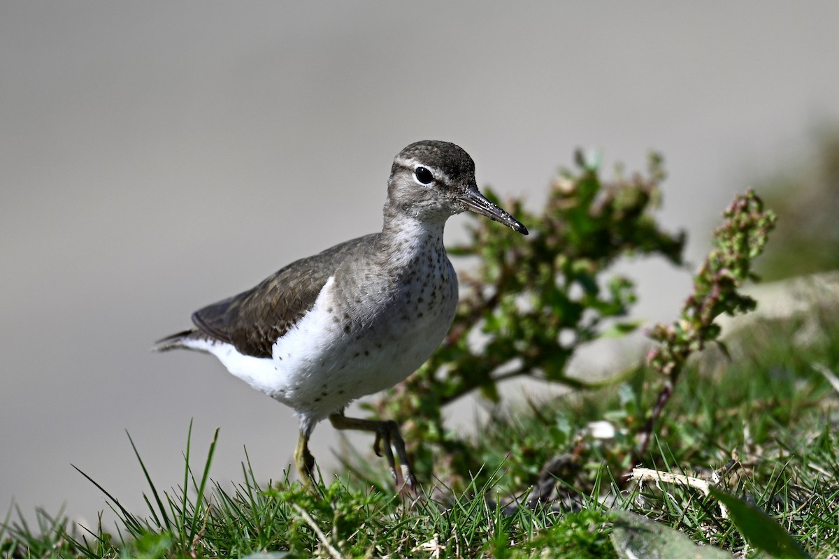 Пятнистый перевозчик - ML650672754