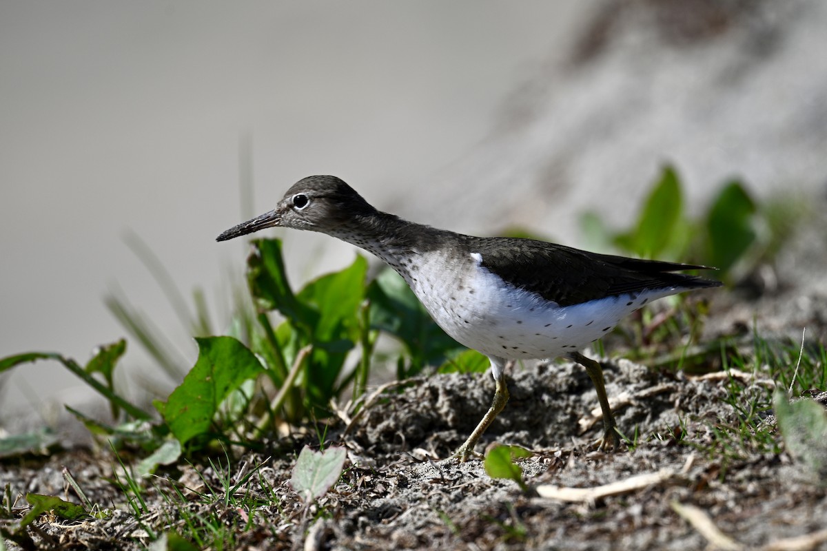 Пятнистый перевозчик - ML650672755