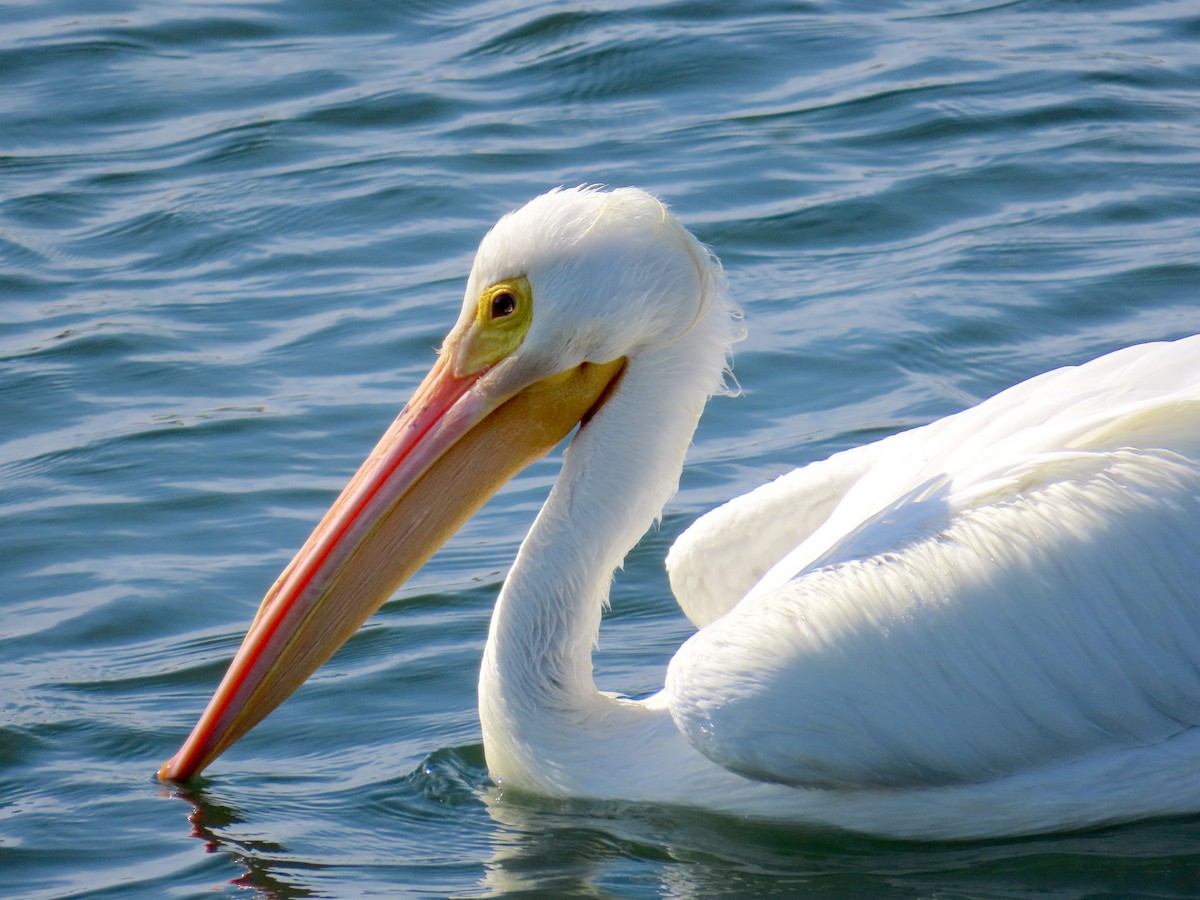 Пеликан-носорог - ML650672756