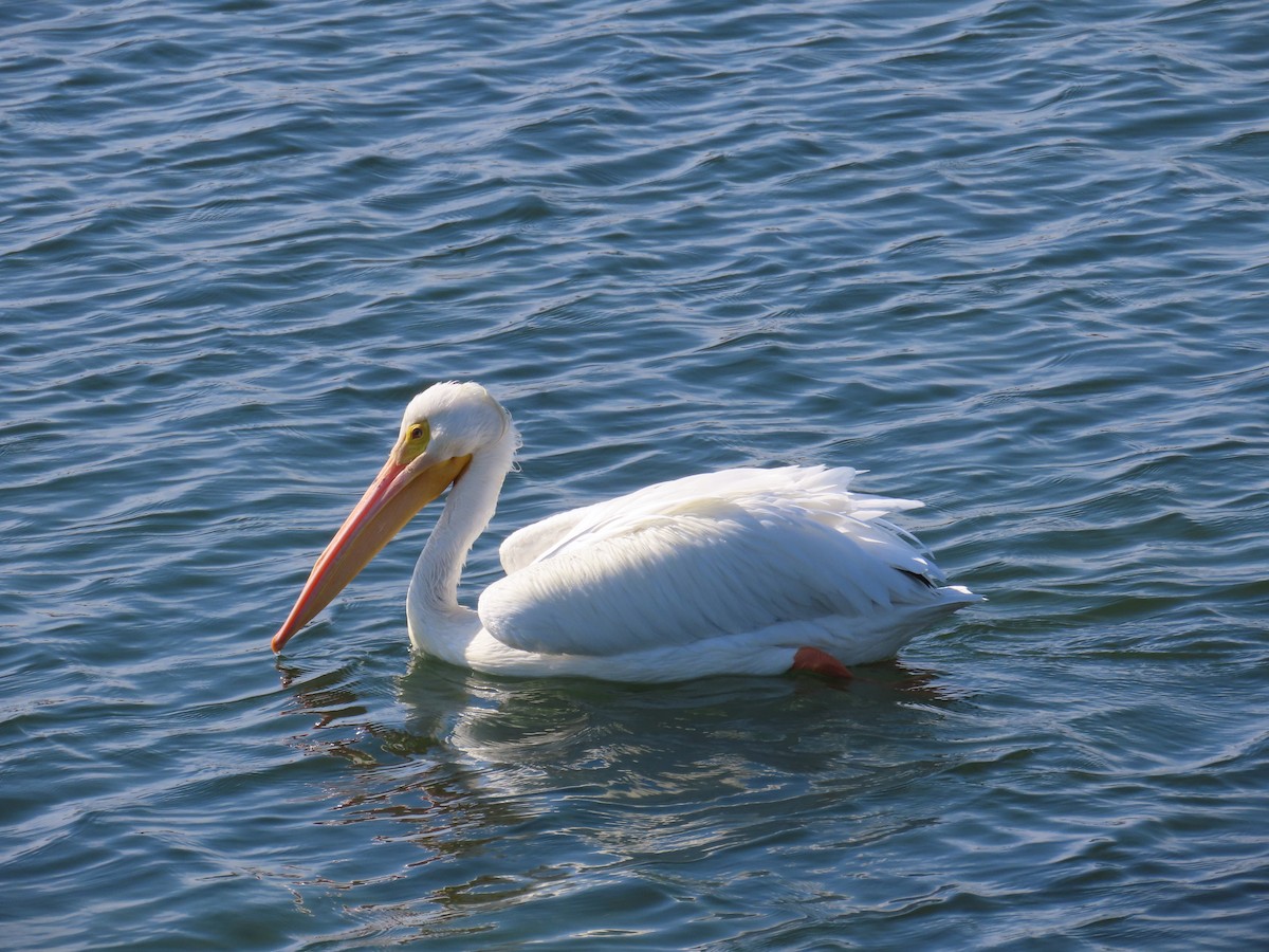 Пеликан-носорог - ML650672758