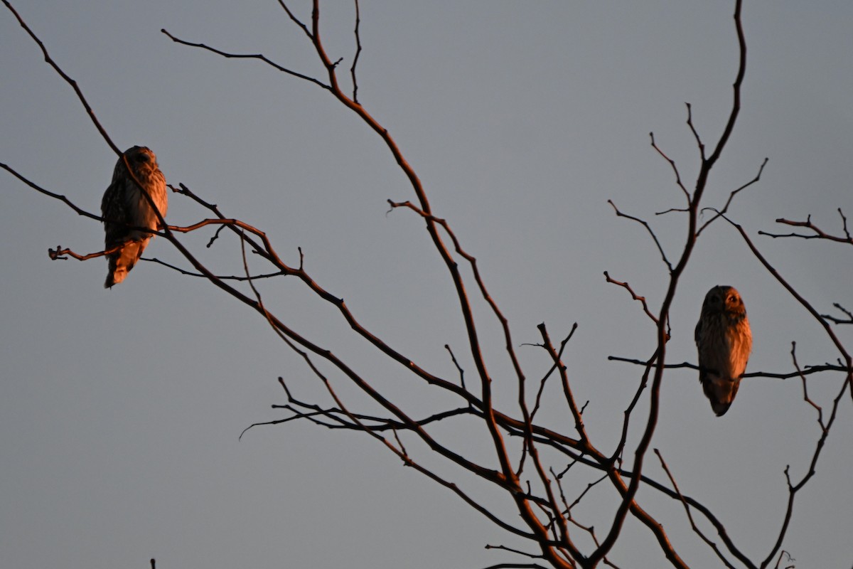 Болотная сова (flammeus) - ML650672759