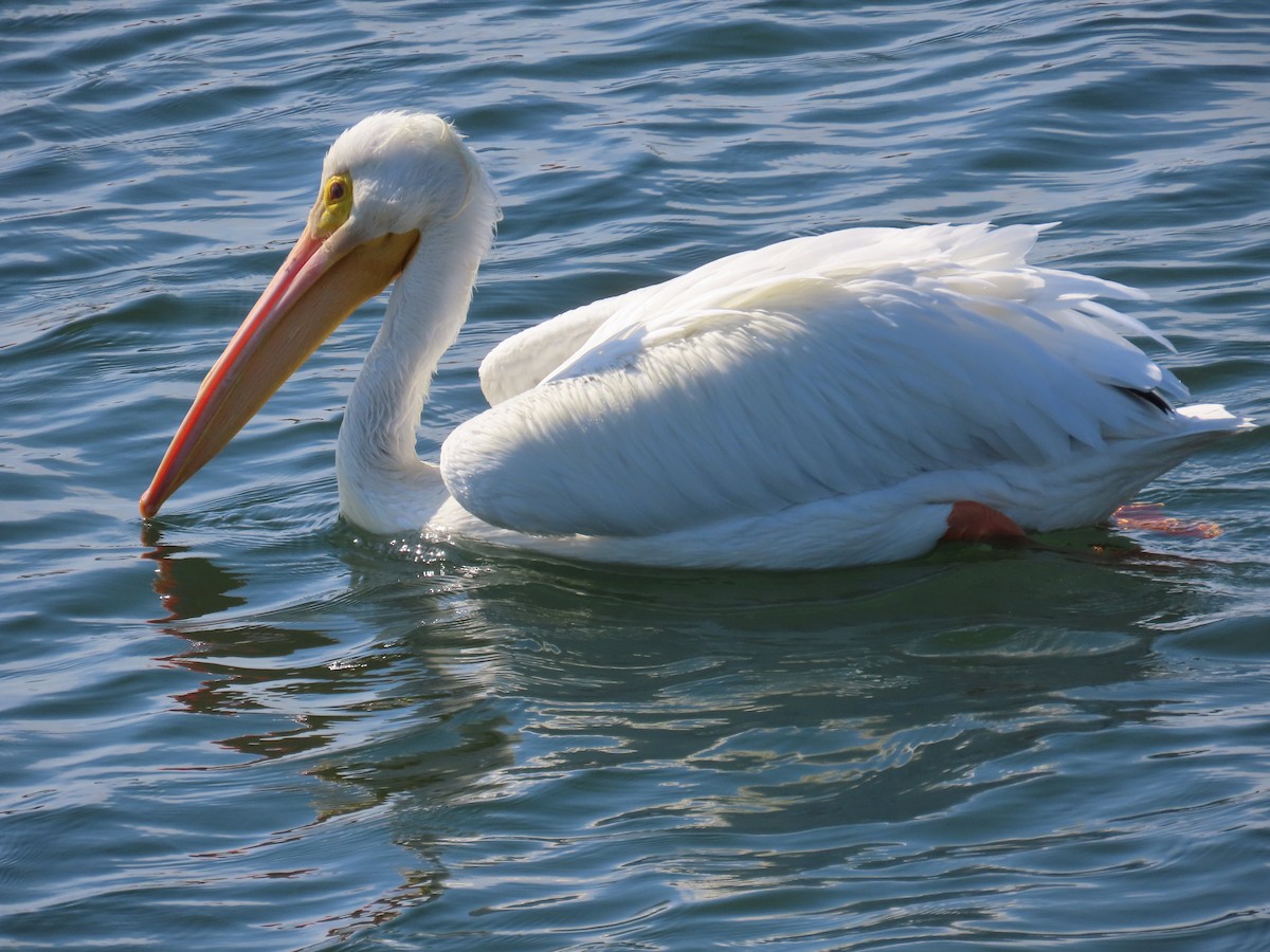 Пеликан-носорог - ML650672760