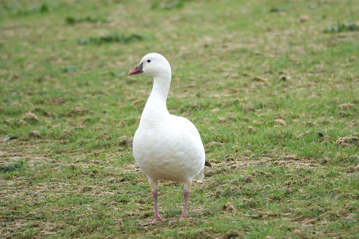 Гусь Росса - ML650672761