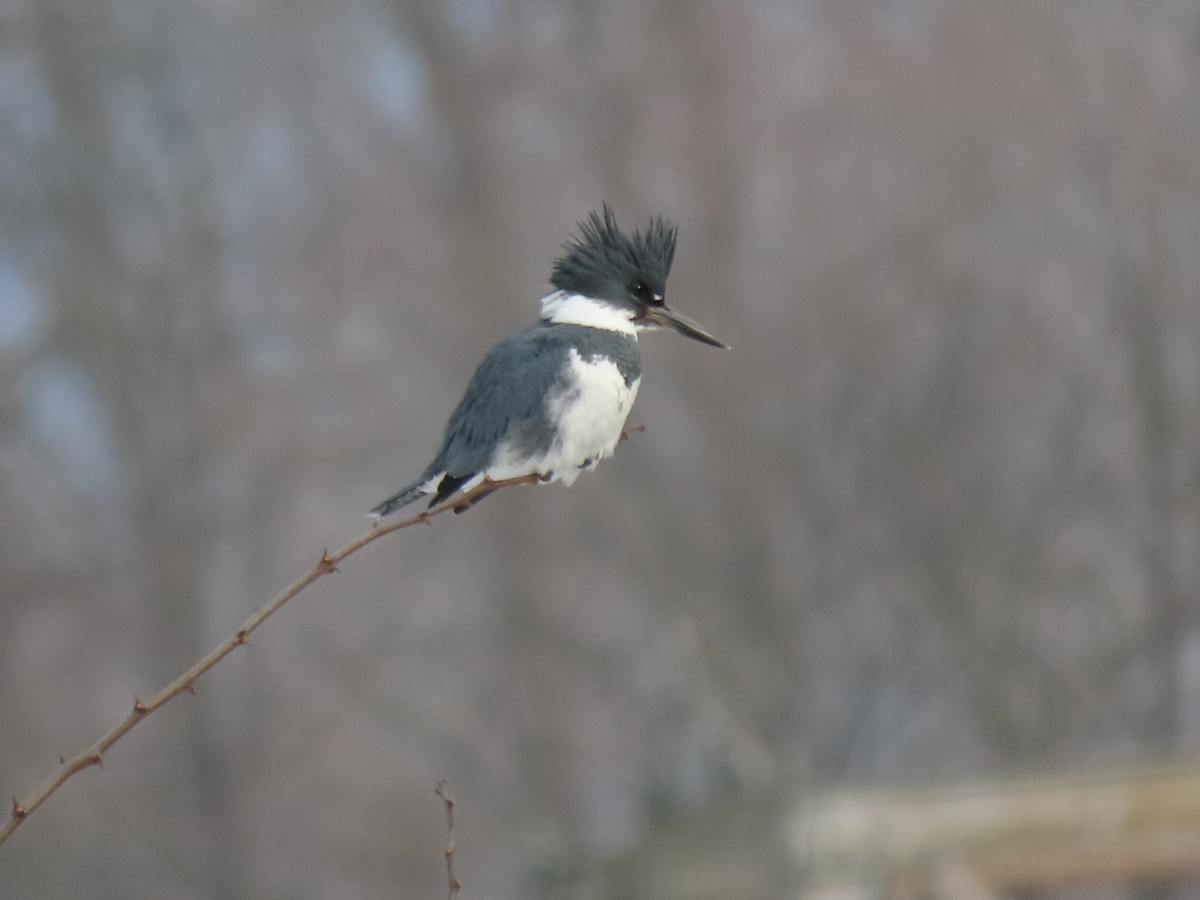 Опоясанный зимородок - ML650672762