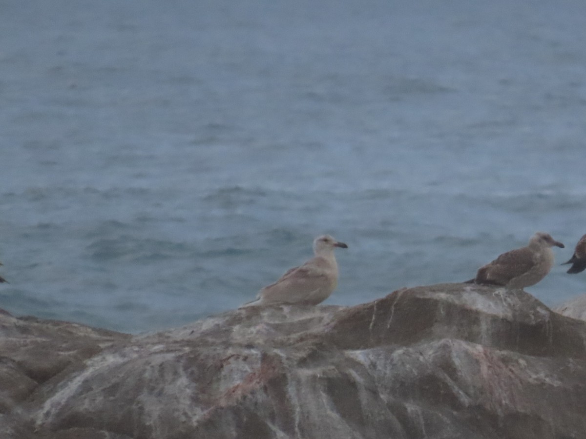 Серокрылая чайка - ML650672763