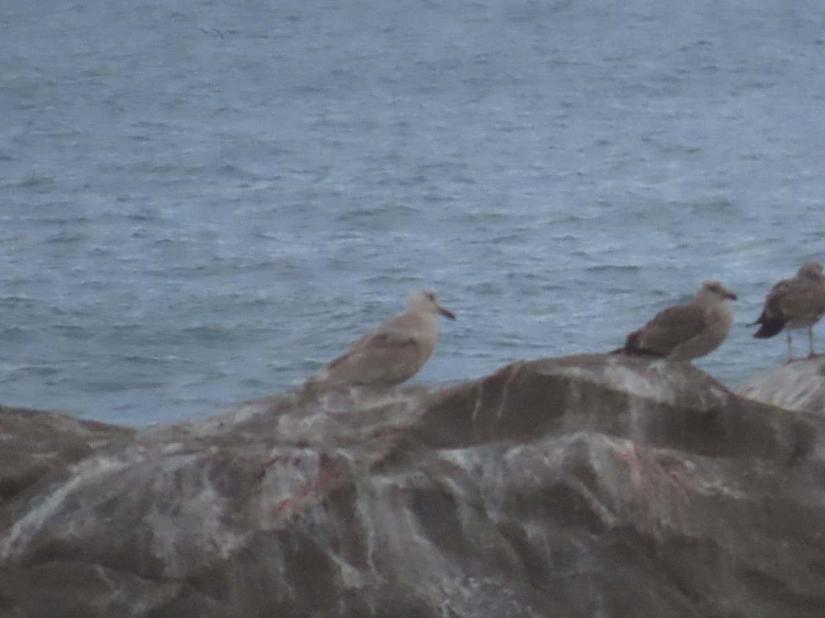 Серокрылая чайка - ML650672764