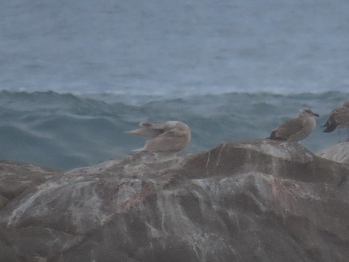 Серокрылая чайка - ML650672765