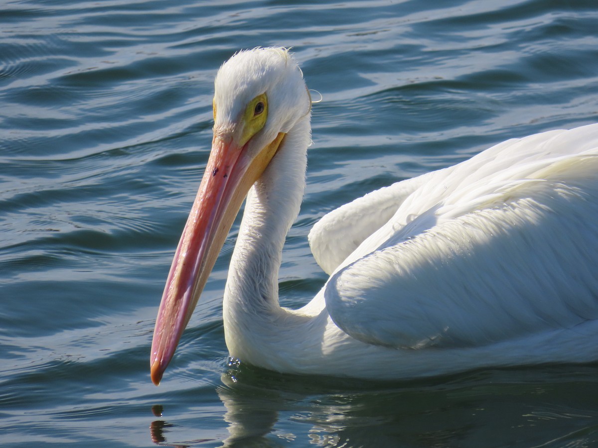 Пеликан-носорог - ML650672766