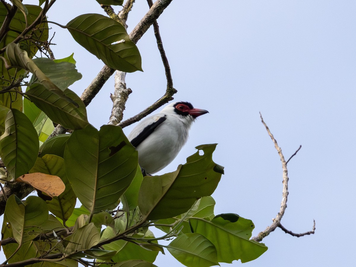 Масковая титира - ML650672770