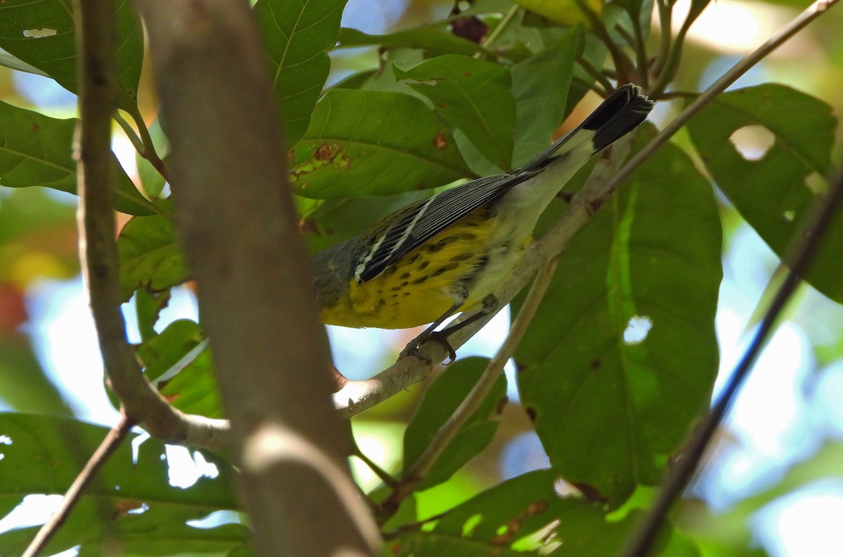 Магнолиевая древесница - ML650672771