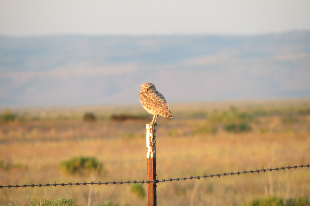 Кроличий сыч - ML650672774