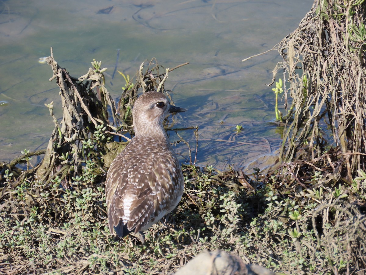 Тулес - ML650672775