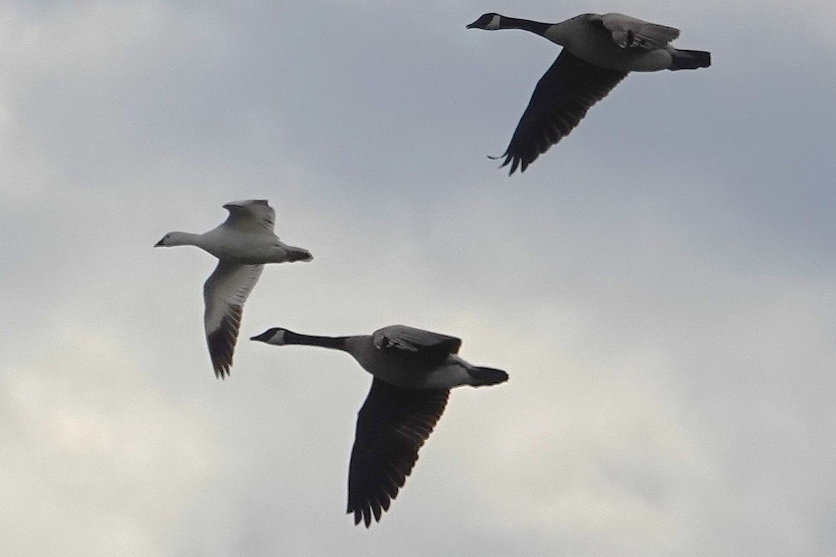 Белый/Гусь Росса - ML650672776