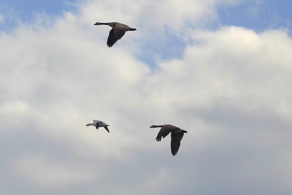 Белый/Гусь Росса - ML650672778