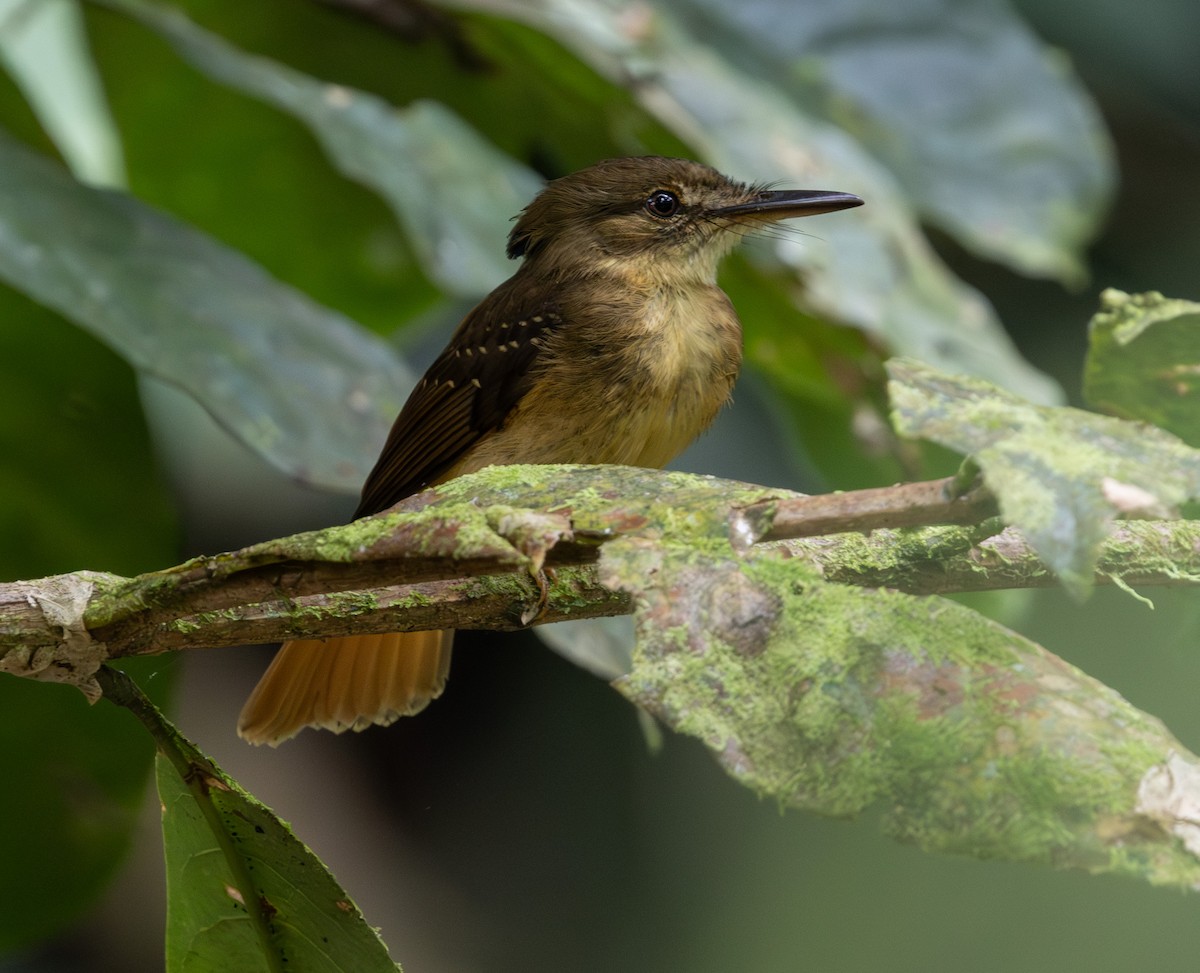Tropical Royal Flycatcher - ML650672782
