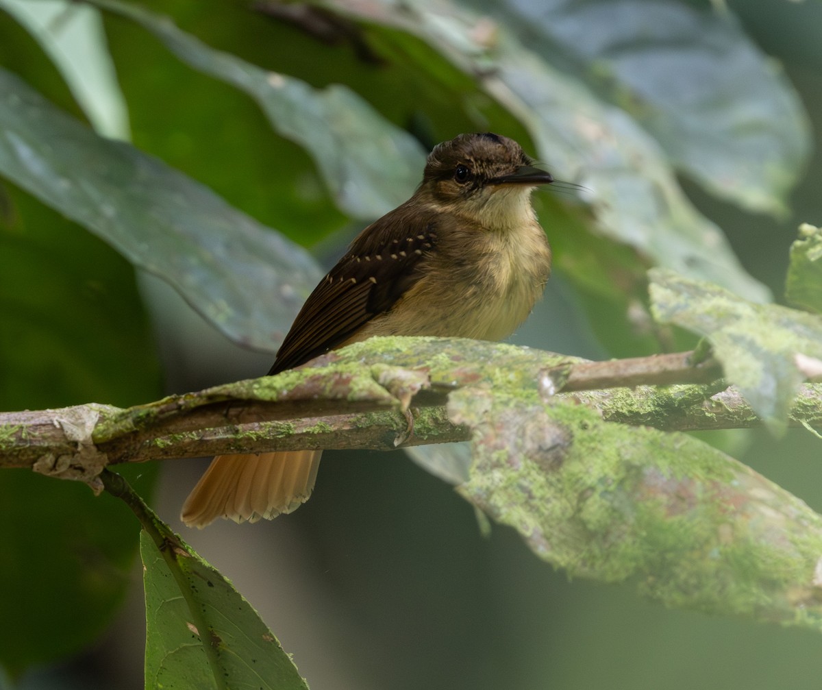 Tropical Royal Flycatcher - ML650672784
