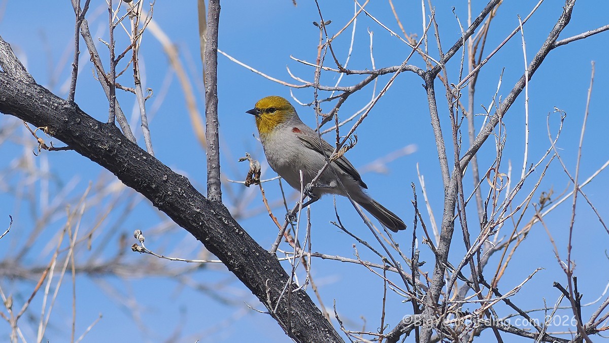 Американский ремез - ML650672786