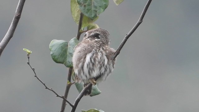 Peruvian Pygmy-Owl - ML650672848