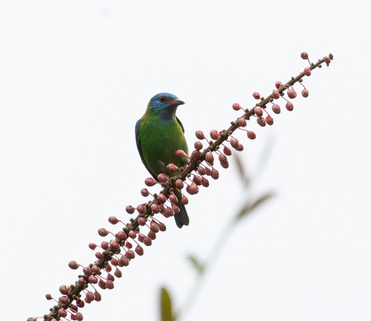 ヒワミツドリ - ML650672993