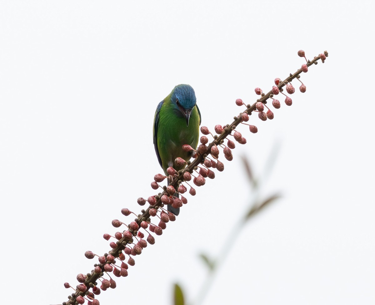 ヒワミツドリ - ML650672994