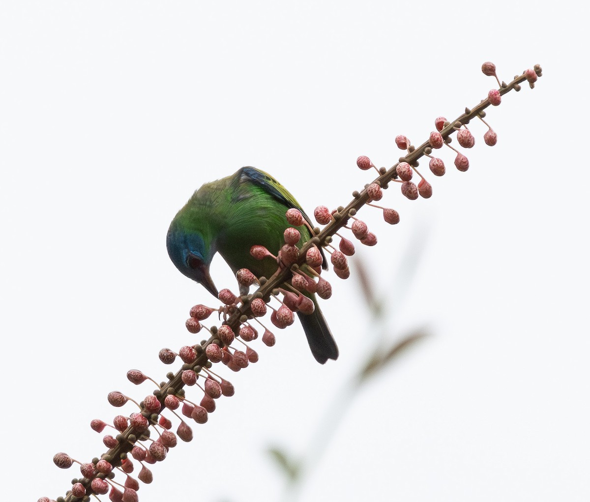 ヒワミツドリ - ML650672995