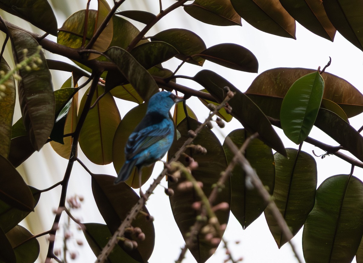 ヒワミツドリ - ML650672996