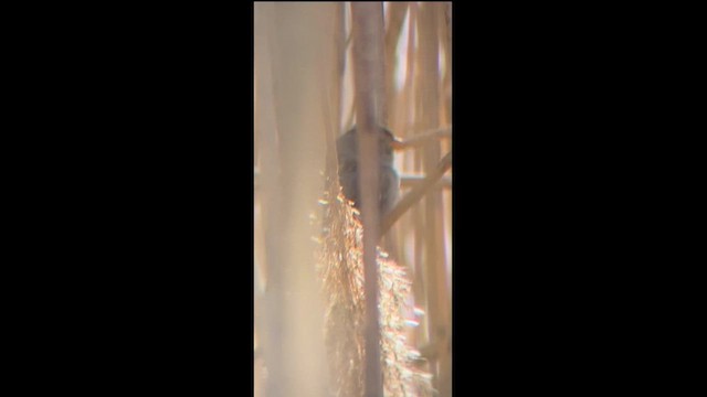 White-crowned Sparrow - ML650673130