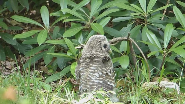 Barred Owl - ML650673155