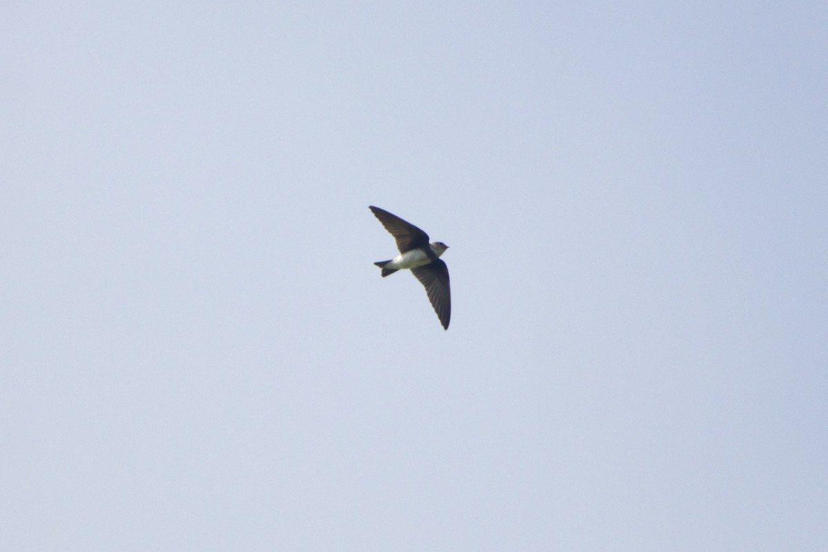 Avión Zapador - ML650673419