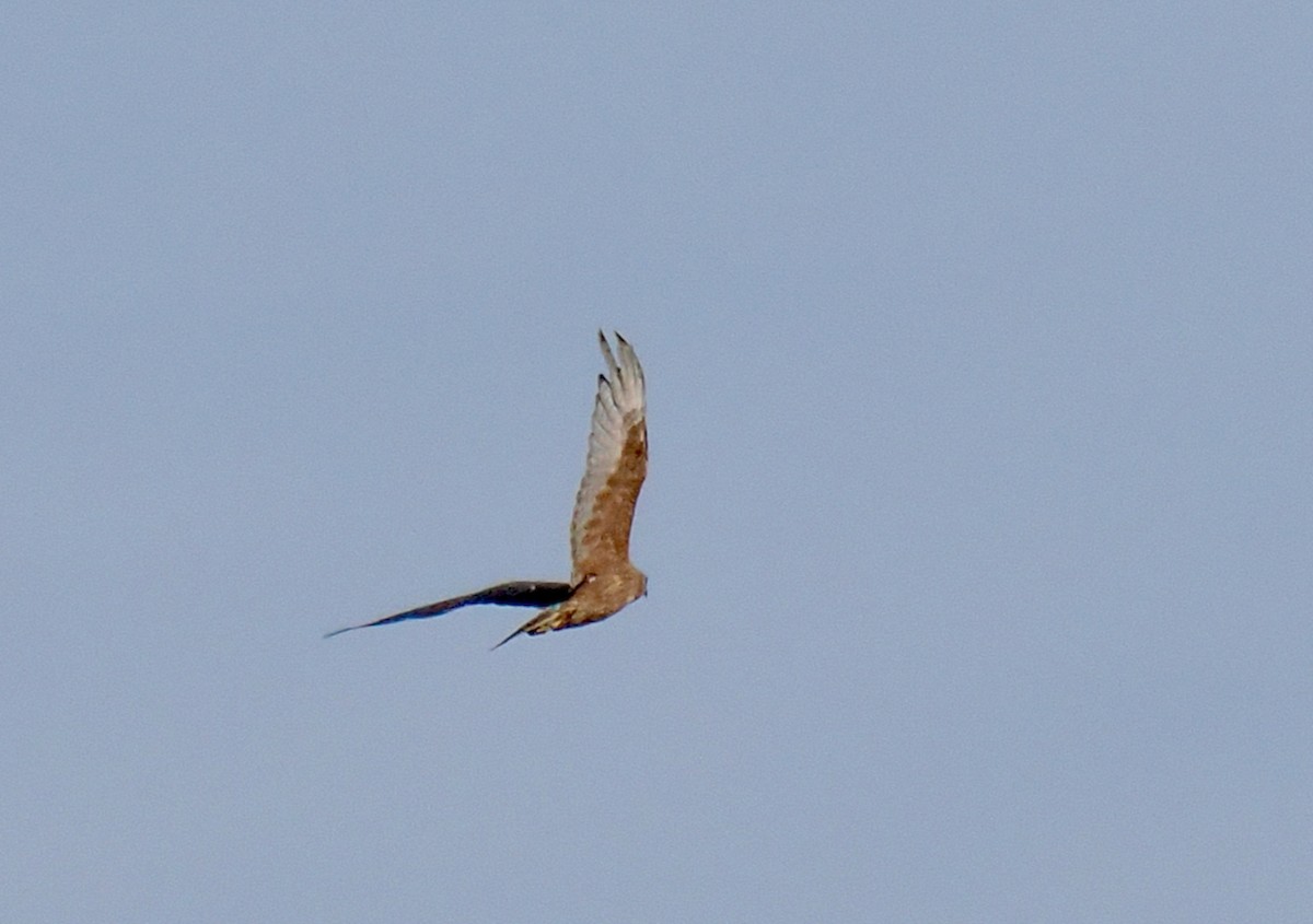 Busard de Gould - ML650673574