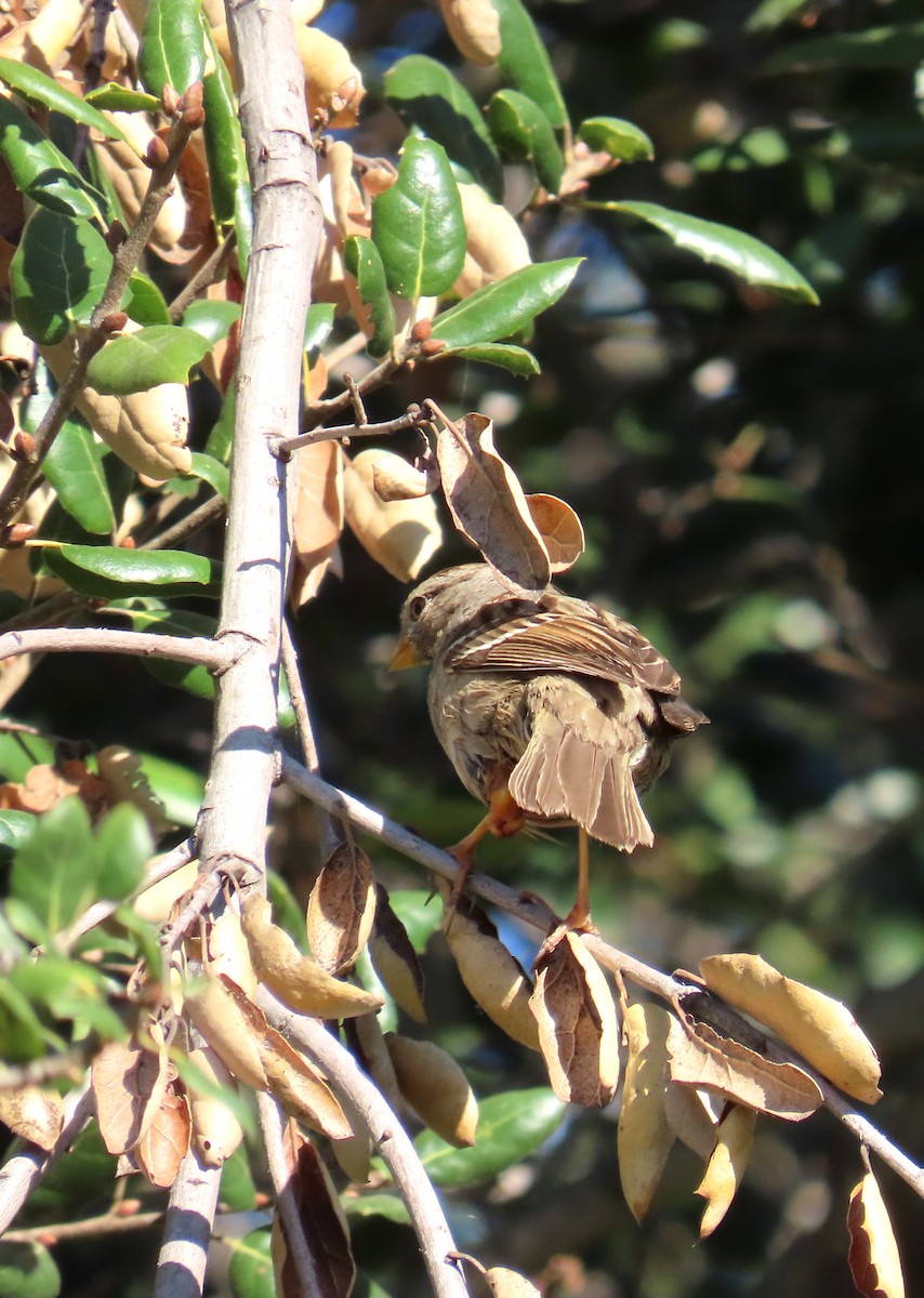 White-crowned Sparrow - ML650673809