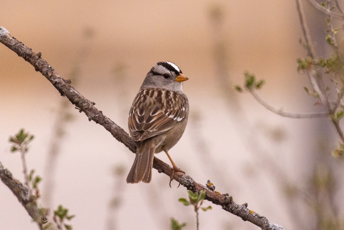 White-crowned Sparrow (Dark-lored) - ML650674094