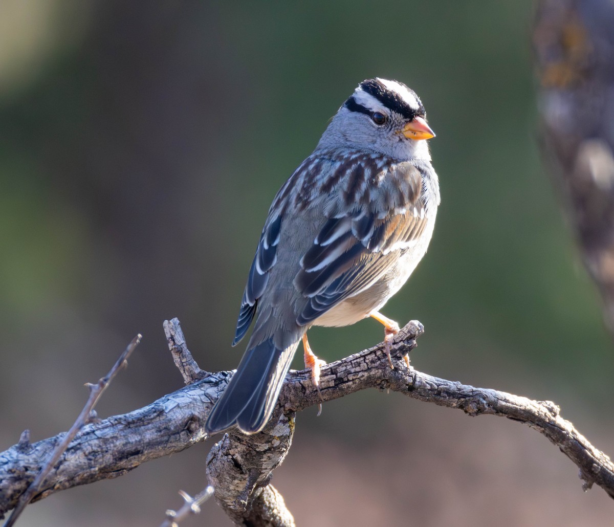White-crowned Sparrow - ML650674131