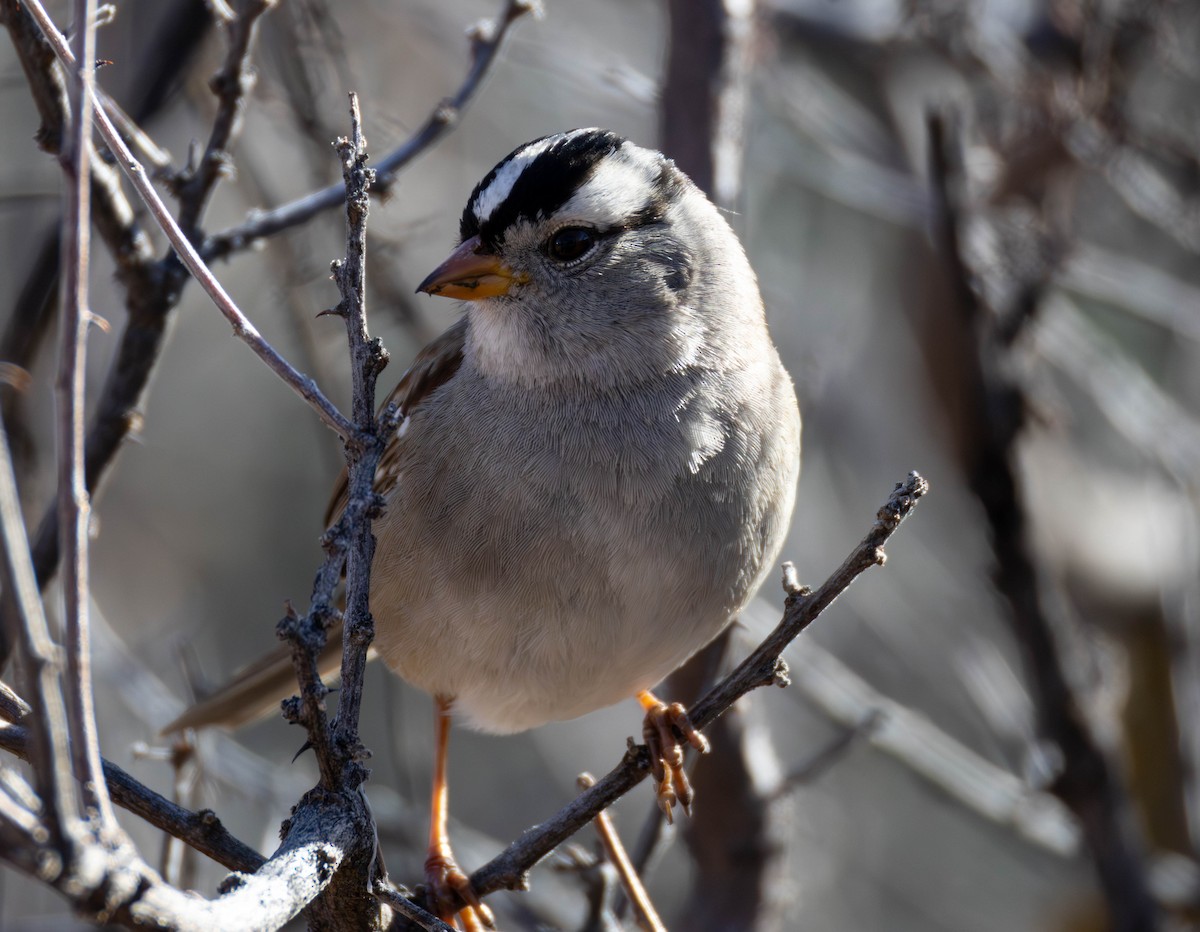 White-crowned Sparrow - ML650674147