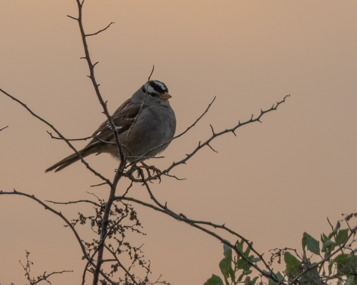 White-crowned Sparrow - ML650674209