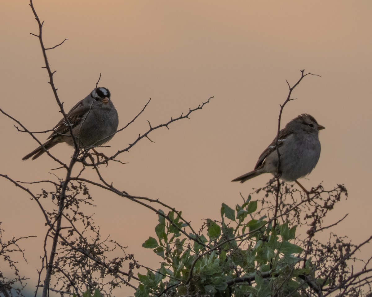 White-crowned Sparrow - ML650674210
