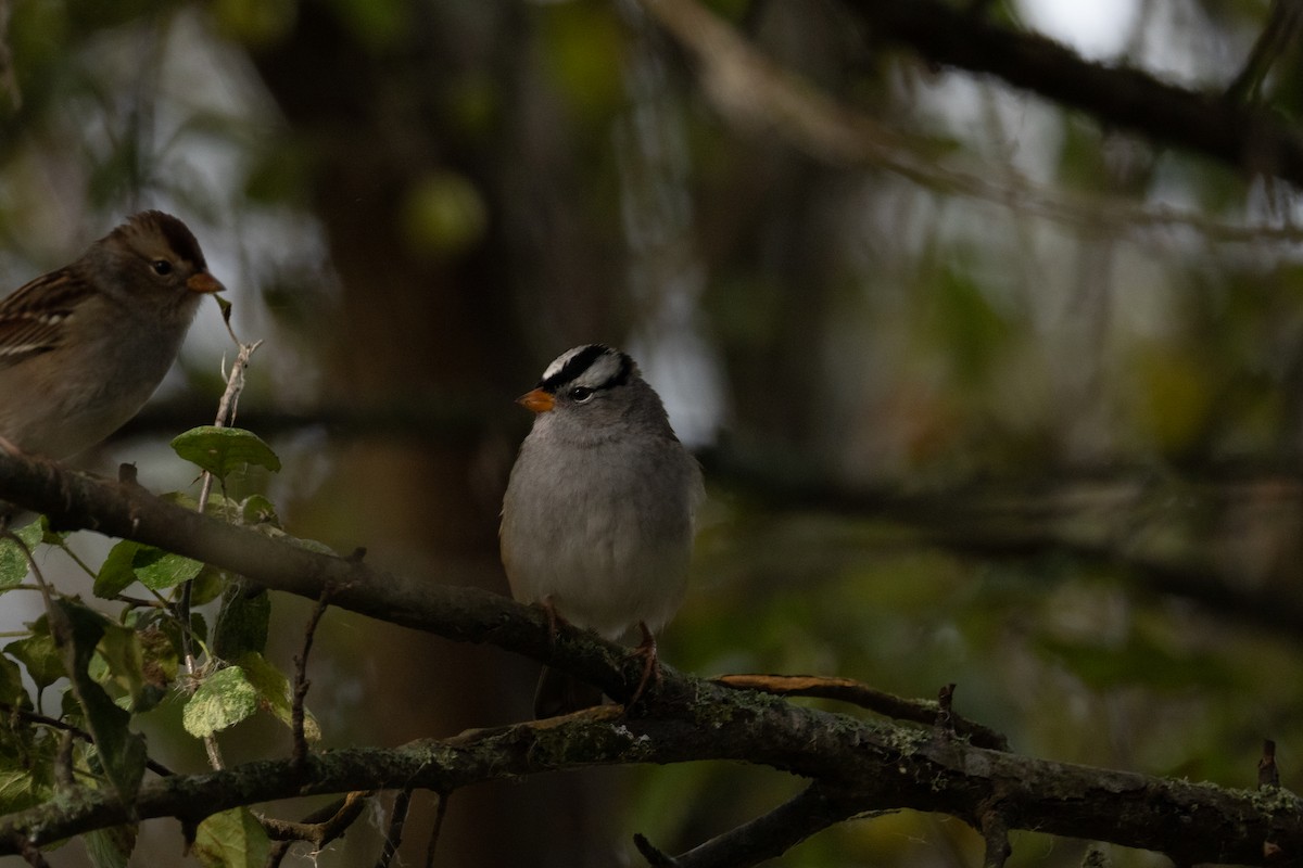 White-crowned Sparrow - ML650674367