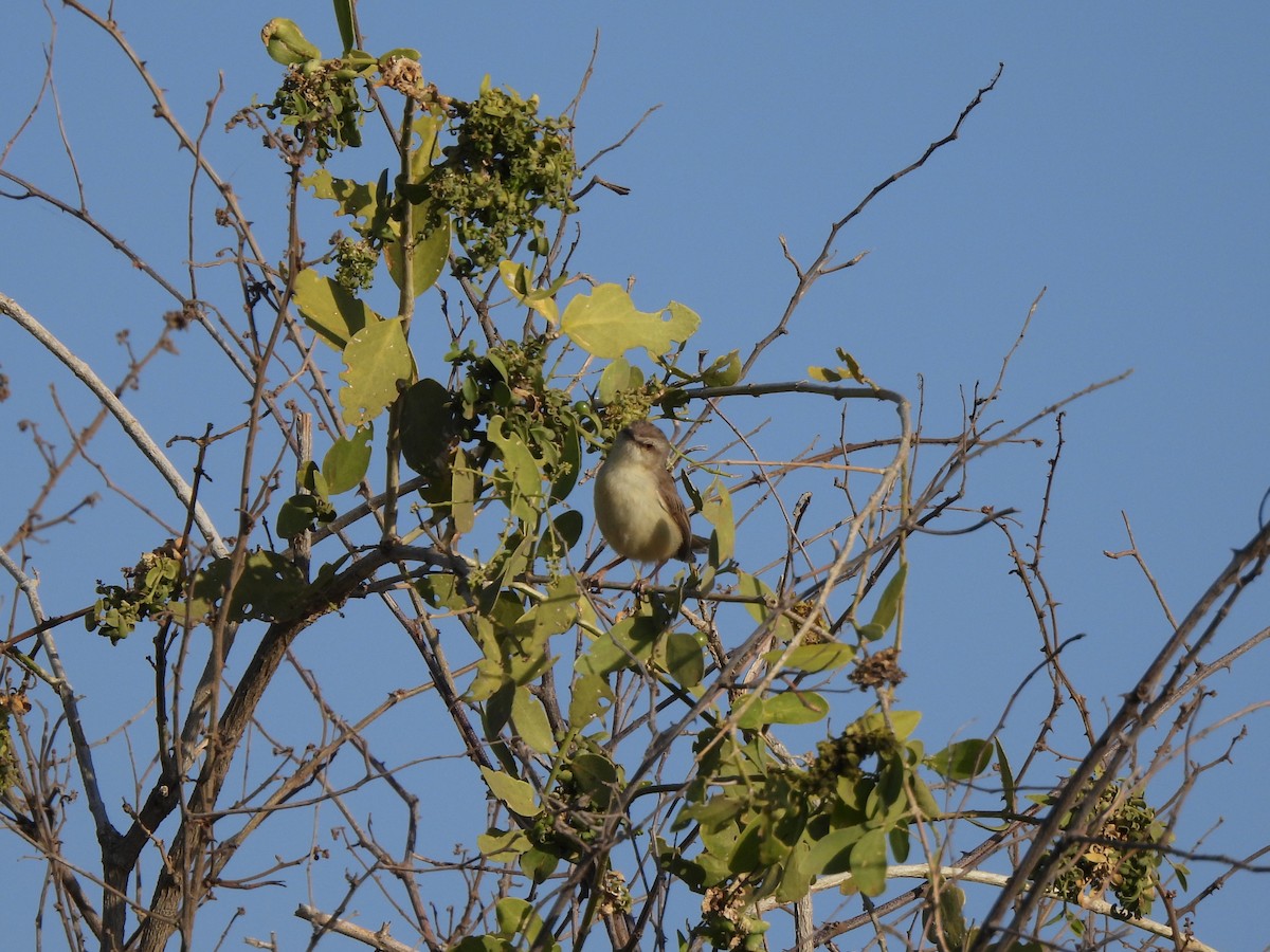 Tawny-flanked Prinia - ML650674377